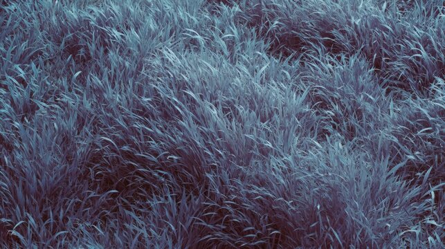 Blue Grass Field with Tall Vegetation in Natural Outdoor Setting