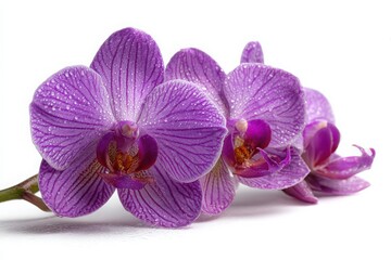 Obraz premium purple orchid isolated on white background