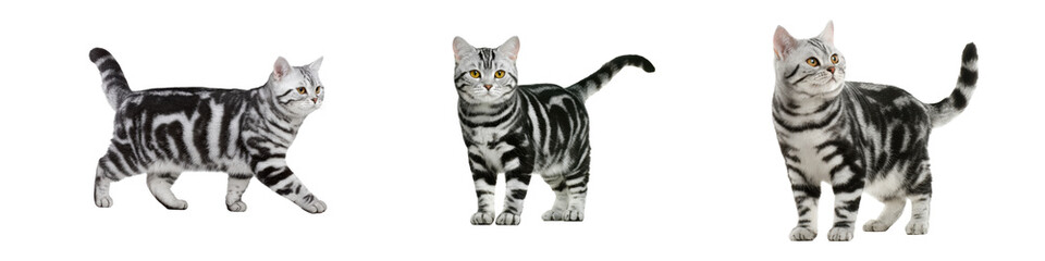 Playful Gray Tabby Cats with Stripes in Various Poses and Angles