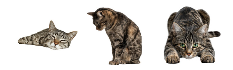 Three Playful Domestic Cats Featuring Various Expressions and Poses