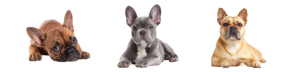 Adorable French Bulldogs Relaxing on Isolated Background