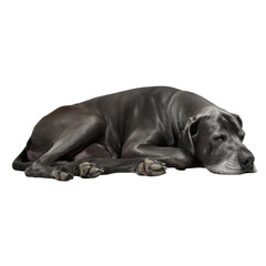 Sleek Gray Dog Resting Comfortably on a Soft Surface
