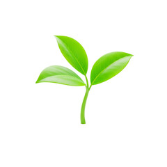 green plant isolated on white