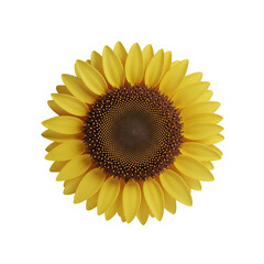 sunflower isolated on white