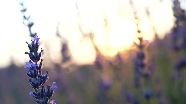 lavender flowers in the morning