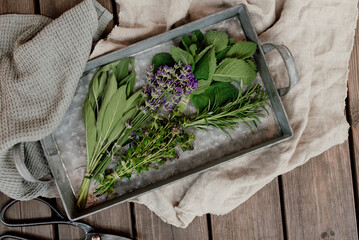 Fresh aromatic herbs including mint, lavender, sage, rosemary, and oregano on a rustic metal tray. Natural still life scene representing organic cooking ingredients, herbal medicine, and healthy life