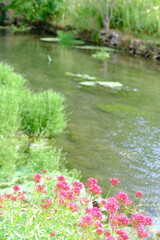 Naklejka premium Variety of colourful wild flowers including corn marigold and poppies growing in the grass in Meadows conservation area, summer time in english countryside