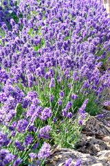 A mesmerizing lavender field displays its vibrant purple blooms, creating a serene and fragrant...
