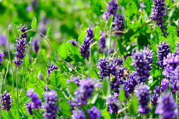 A mesmerizing lavender field displays its vibrant purple blooms, creating a serene and fragrant atmosphere. Perfect for nature and floral themed projects.