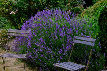 A mesmerizing lavender field displays its vibrant purple blooms, creating a serene and fragrant atmosphere. Perfect for nature and floral themed projects.