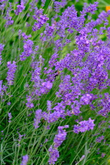 A mesmerizing lavender field displays its vibrant purple blooms, creating a serene and fragrant atmosphere. Perfect for nature and floral themed projects.