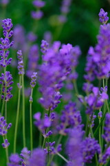 A mesmerizing lavender field displays its vibrant purple blooms, creating a serene and fragrant...