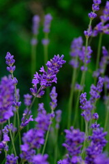 Obraz premium A mesmerizing lavender field displays its vibrant purple blooms, creating a serene and fragrant atmosphere. Perfect for nature and floral themed projects.