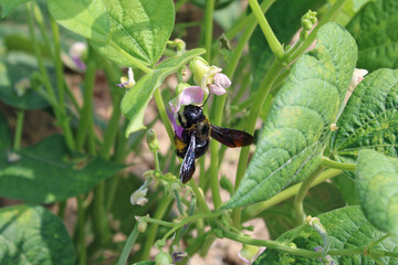 Xylocope violacé, abeille noire - Xylocopa violacea