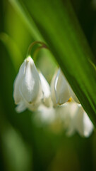 Delicate white snowdrop flowers bloom in the spring garden