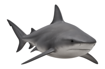 Bull shark with a robust, stocky body and blunt, rounded snout