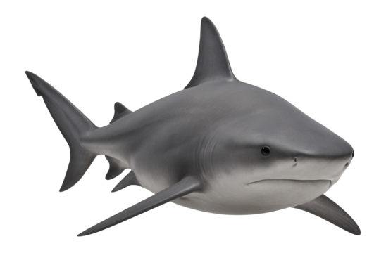 Bull shark with a robust, stocky body and blunt, rounded snout