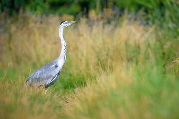 Grey Heron (Ardea cinerea) standing in a meadow, searching for food, Netherlands.