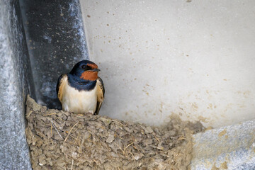 Barn Swallow (Hirundo rustica) sitting on nest in barn, looking at camera, Netherlands.