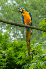 The Blue-and-yellow Macaw, Ara ararauna is a large South American parrot