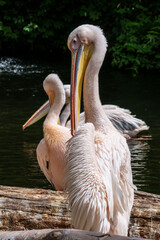 White Pelican, Pelecanus onocrotalus also known as the Eastern White Pelican