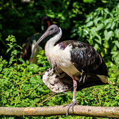 The Straw-necked Ibis, Threskiornis spinicollis is a bird of the ibis family