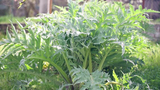 Cultivation of artichokes in dark rich soil on rustic countryside field, lush green leaves of growing mediterranean vegetable in sunshine, artichokes being a source of vitamins and minerals, vegetable