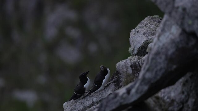 Bird mating courtship on the rock, Runde island, Norway. Razorbill, Alca torda, arctic black and white bird sitting on the rock, nature habitat, Iceland. Sea bird from Norway, on the rocky cliff. 