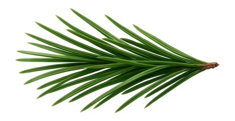 Pine needle cluster showing elongated, slender, and pointed green leaves