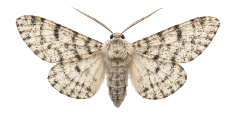 Peppered moth with light coloration and speckled pattern on wings
