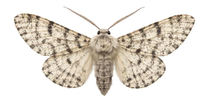 Peppered moth with light coloration and speckled pattern on wings