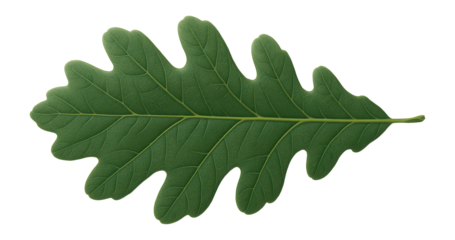 Mature oak leaf with lobed edges and prominent venation pattern
