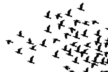 Obraz premium Birds Silhouettes Flying Flock of Crows Soaring Against White Background, Migration Pattern