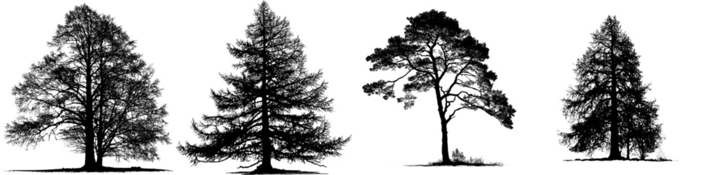 This image depicts the silhouette of a larch tree, showcasing its intricate branches and foliage, characteristic of coniferous or pine trees, in a modern clipart style