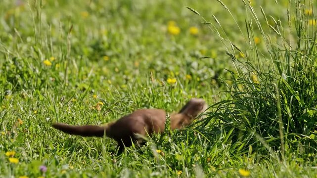 A curious stoat stands tall in a sunlit meadow, scanning its surroundings ,  Ermine observing the meadow from a vertical position as grass grows around