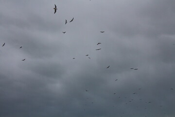 Flock of birds soaring under overcast skies at dusk near the coast