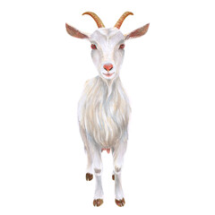 Watercolor illustration of a white goat with horns, handed manually on a white background. Homemade farm animal. Suitable for postcards, stickers, rustic decor and packaging