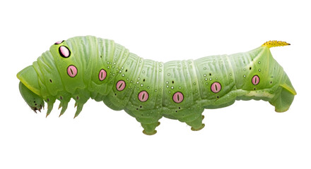Isolated Green Caterpillar