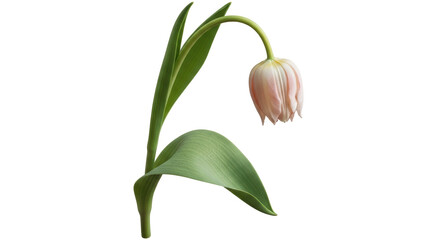 Isolated Wilted Tulip