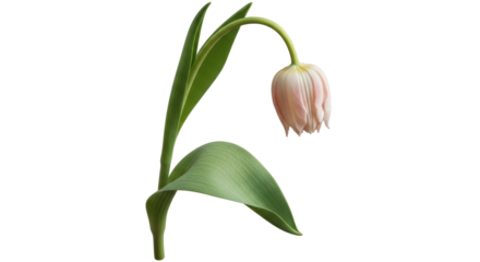 Isolated Wilted Tulip