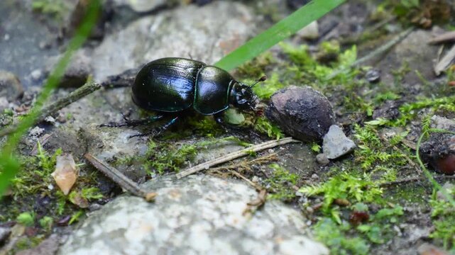 Macro close-up shot of a black dung beetle walking across rocky soil, searching for food