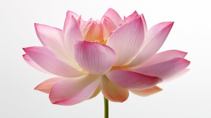 pink water lily isolated