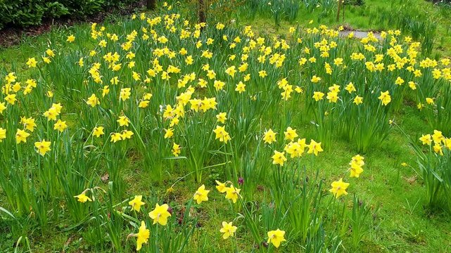 Flower bed of yellow daffodil flowers blossoming in spring in garden with green grass lawn
