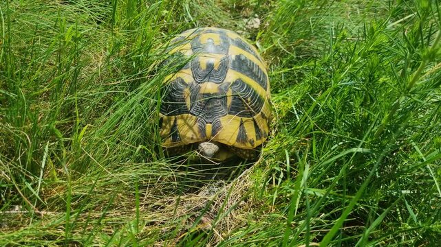 A yellow and black turtle curiously peeks its head out of its shell while resting in tall green grass, filmed in southern Serbia on a sunny spring day