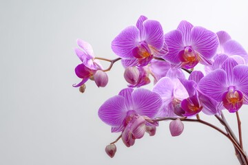 Obraz premium pink orchid on black background