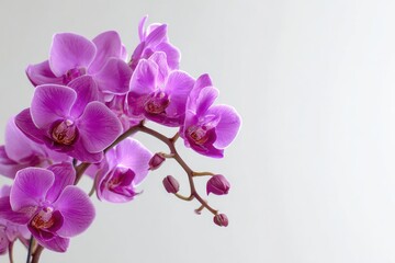 Obraz premium pink orchid on a white background