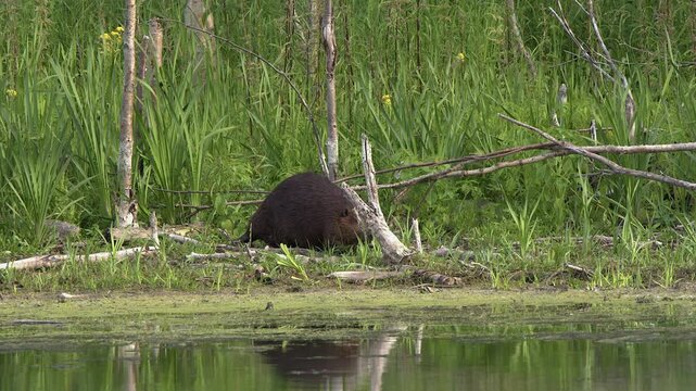 Chubby beaver waddles on forest lake shore sniffing green plants
