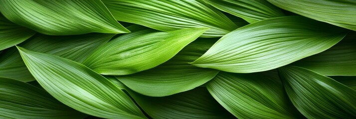 Fototapeta premium Lush Greenery in a Vibrant Leafy Backdrop, Showcasing Organic Textures and Natural Freshness.
