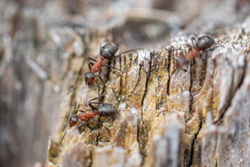 three red brown ants crawling on a tree photographed close up macro The photo was taken in the forest.