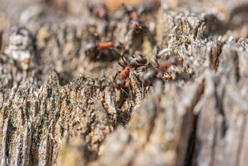 Red brown ant photographed close up macro An ant crawls down a rotten tree Around this ant, other ants are visible, blurred, in front and behind.